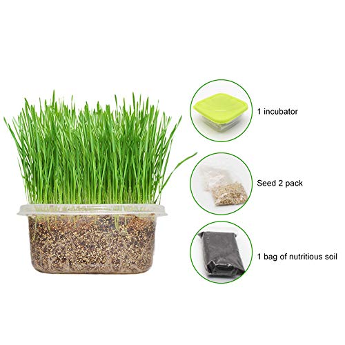 Kit de cultivo de hierba de gato, bricolaje kit de germinación de hierba para mascotas orgánico natural Kit de cultivo de hierba para mascotas Semilla de hierba de gato para gatos Perros Conejos y más