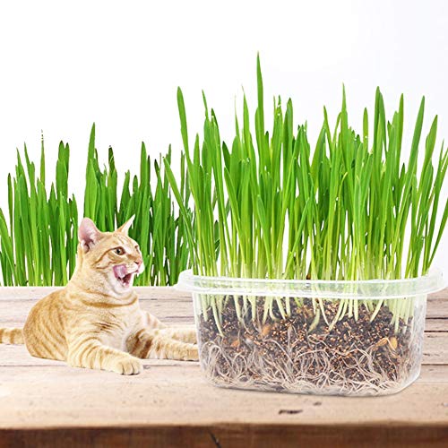 Kit de cultivo de hierba de gato, bricolaje kit de germinación de hierba para mascotas orgánico natural Kit de cultivo de hierba para mascotas Semilla de hierba de gato para gatos Perros Conejos y más