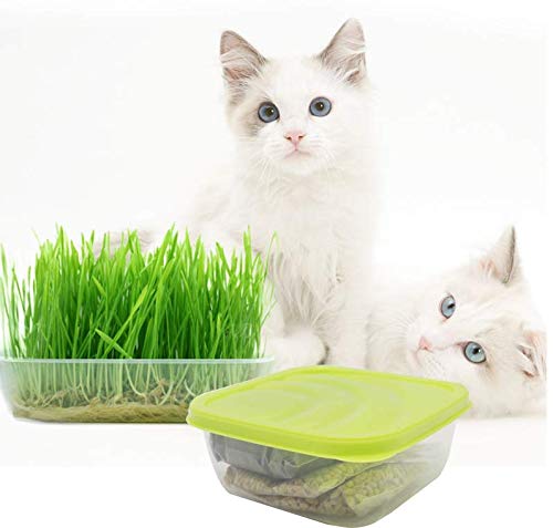 Kit de cultivo de hierba de gato, bricolaje kit de germinación de hierba para mascotas orgánico natural Kit de cultivo de hierba para mascotas Semilla de hierba de gato para gatos Perros Conejos y más