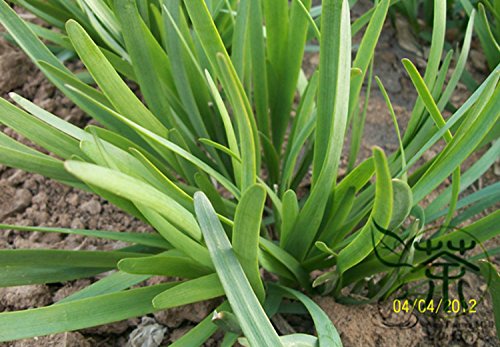 Las cebolletas chino Allium tuberosum Semillas 400pcs, Perenne cebolletas de ajo semillas de hortalizas, semillas fuertes Adaptabilidad Oriental del ajo