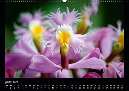 Magnifiques Orchidées(Premium, hochwertiger DIN A2 Wandkalender 2020, Kunstdruck in Hochglanz): Belles photographies d'orchidées exotiques (Calendrier mensuel, 14 Pages ) (Calvendo Nature)