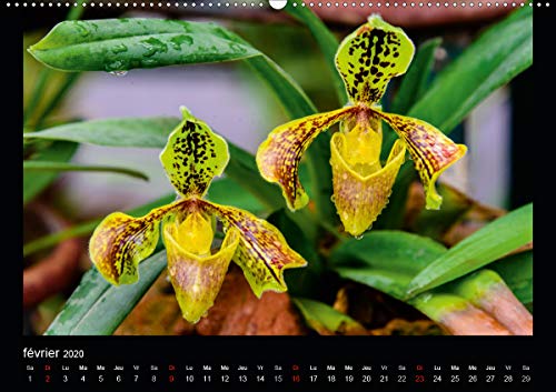 Magnifiques Orchidées(Premium, hochwertiger DIN A2 Wandkalender 2020, Kunstdruck in Hochglanz): Belles photographies d'orchidées exotiques (Calendrier mensuel, 14 Pages ) (Calvendo Nature)