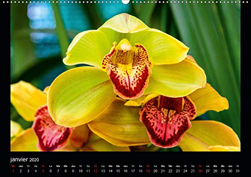 Magnifiques Orchidées(Premium, hochwertiger DIN A2 Wandkalender 2020, Kunstdruck in Hochglanz): Belles photographies d'orchidées exotiques (Calendrier mensuel, 14 Pages ) (Calvendo Nature)