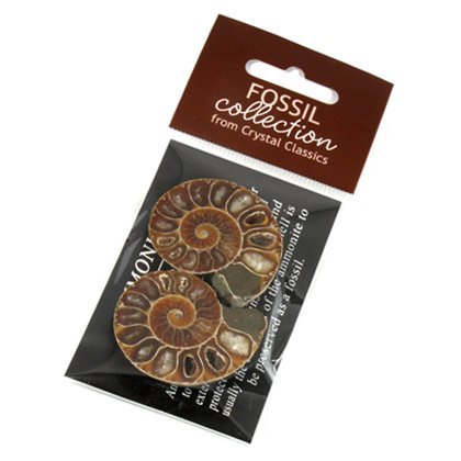 Mini Ammonite Pairs 20-25 mm