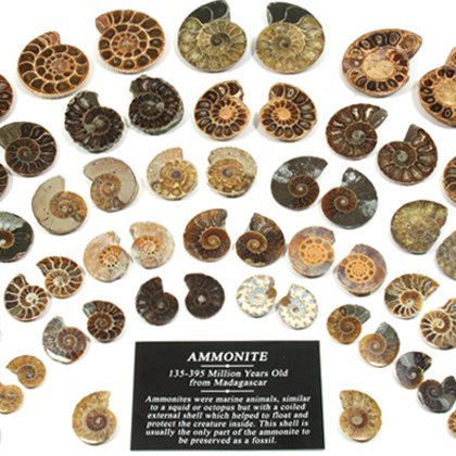 Mini Ammonite Pairs 20-25 mm