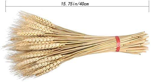 Msrlassn Ramo de Pasto de Trigo seco Paquete de Pasto de Trigo seco Flores secas de Trigo Artificial Natural para Chimenea Hogar Cocina Iglesia Mesa Decoración de Boda (marrón,40 cm)