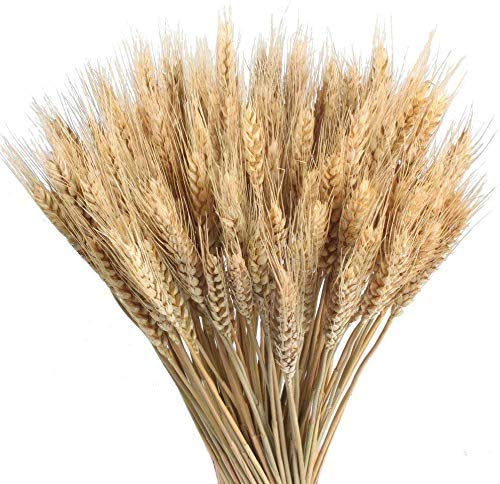 Msrlassn Ramo de Pasto de Trigo seco Paquete de Pasto de Trigo seco Flores secas de Trigo Artificial Natural para Chimenea Hogar Cocina Iglesia Mesa Decoración de Boda (marrón,40 cm)