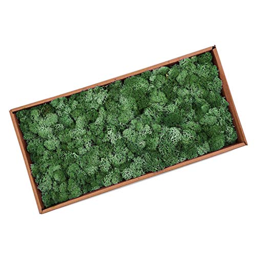 Musgo Secado Flor Seca Preservada Decor - Verde Oscuro