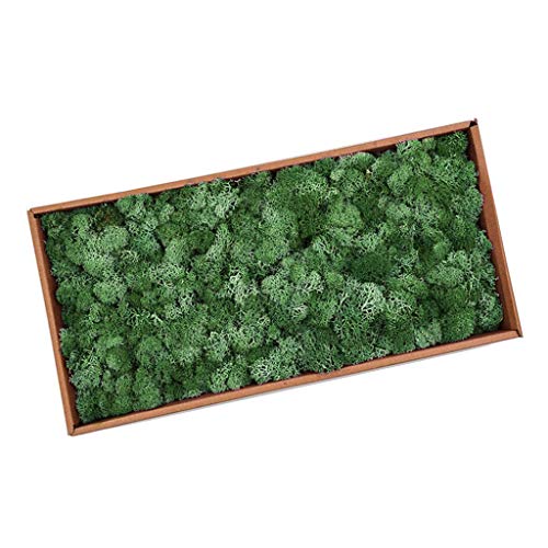 Musgo Secado Flor Seca Preservada Decor - Verde Oscuro