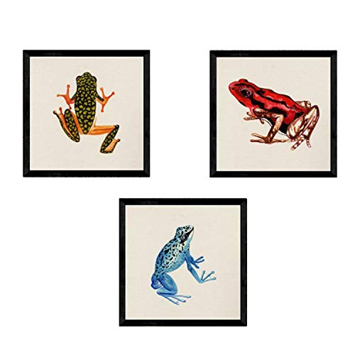 Nacnic Pack de láminas para enmarcar Tres Ranas. Posters Cuadrados con imágenes de Ranas. Decoración de hogar. Láminas para enmarcar. Papel 250 Gramos