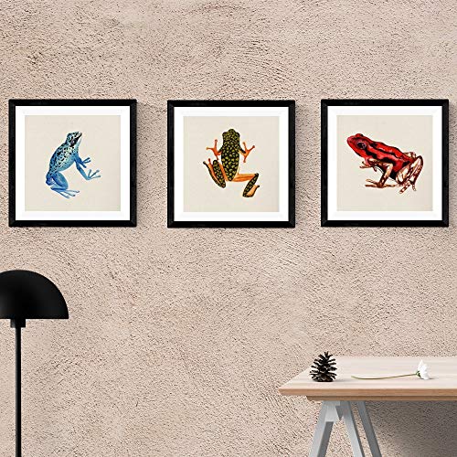 Nacnic Pack de láminas para enmarcar Tres Ranas. Posters Cuadrados con imágenes de Ranas. Decoración de hogar. Láminas para enmarcar. Papel 250 Gramos