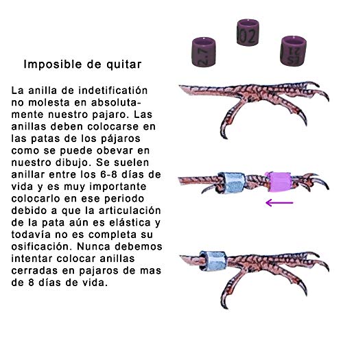 nestQ Anillas Canarios Españolitos Jilgueros Mayor Exoticos 2021 Color Violeta Federativo Policromo Grabado Laser Cerradas 2.7 mm Numeradas con Año Marcado 1 Tira 25 Anillas