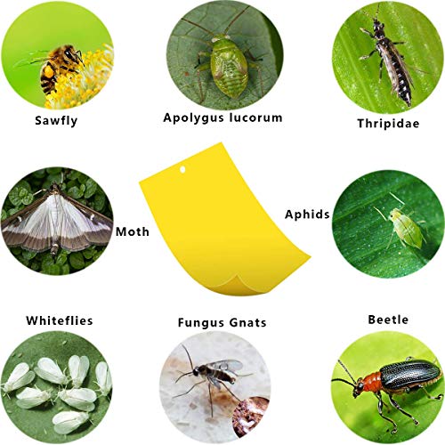 Osuter 40PCS Trampas de Insectos de Doble Cara Trampas Pegajosas de Insectos Práctico para Moscas Polillas Piojos Áfidos Insectos Voladores