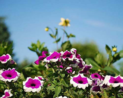 Paquete De Pintura Por NúMero En Lienzo Pintura Al óLeo DIY Petunia Flor Macizo De Flores Cielos Soleados Difuminado Cuadros Pintados A Mano Del Arte Del Colorante De AcríLico Para La Sala De Estar