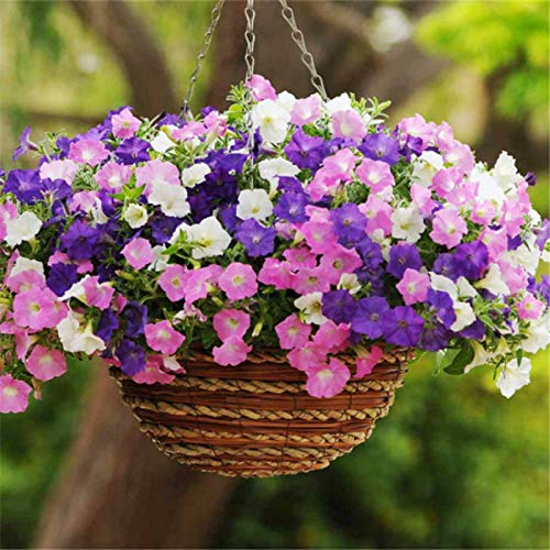 perennes Plantas Semillas,Balcón Primavera Flores,Petunias, Enredaderas, Flores de Trompeta, semillas-50g