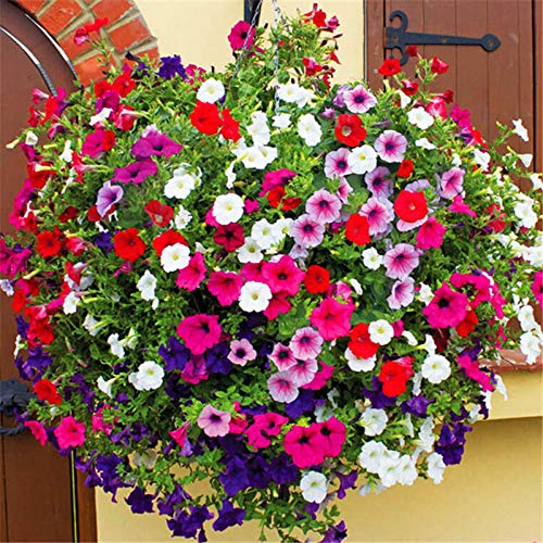 perennes Plantas Semillas,Balcón Primavera Flores,Petunias, Enredaderas, Flores de Trompeta, semillas-50g