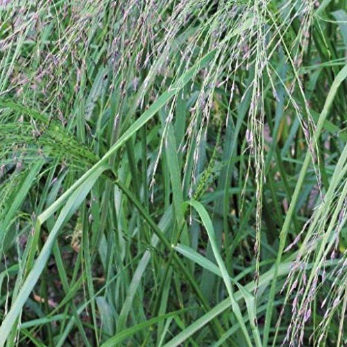 PLAT FIRM SEMILLAS DE GERMINACION: 100: Teff Seeds (Eragrostis tef)