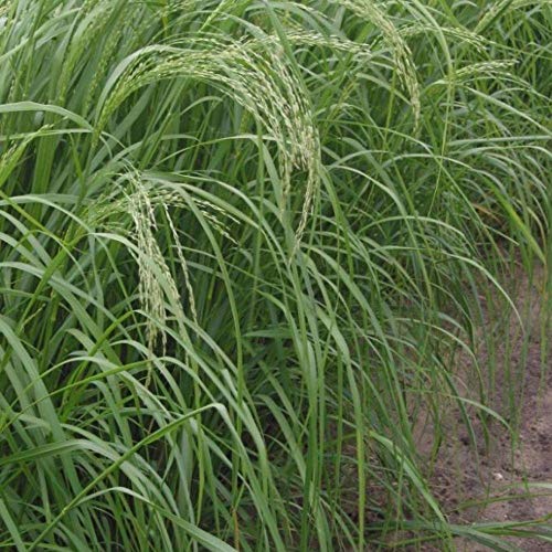 PLAT FIRM SEMILLAS DE GERMINACION: 100: Teff Seeds (Eragrostis tef)