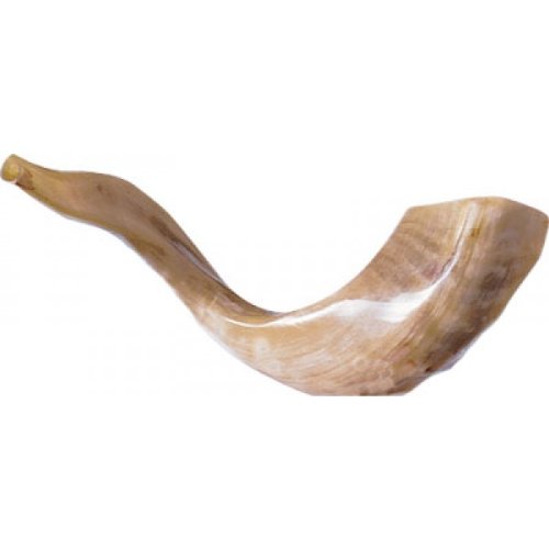 Por Rams de Jerusalén Shofar de cuerno pulido Showfar Chofar Natural Regalo de soplado instrumento de dibujo de instrumentos de comandante de la carcasa