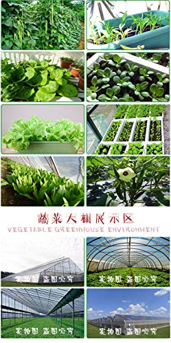 Portal Cool La cebolleta cebolletas 200 semillas: Vegetable Seeds China Spring jardÃ­n de otoÃ±o en maceta Yard estaciones original siembra de semillas vegetales Seeds BalcÃ³n Terraza JardÃ­n