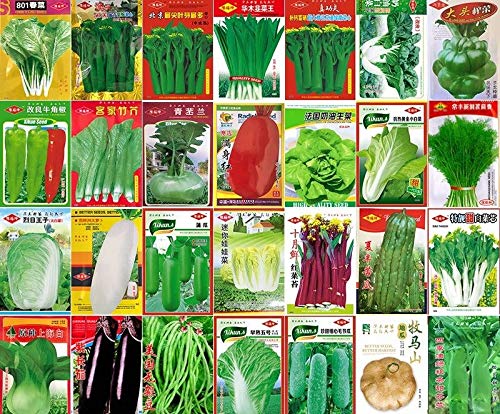 Portal Cool La cebolleta cebolletas 200 semillas: Vegetable Seeds China Spring jardÃ­n de otoÃ±o en maceta Yard estaciones original siembra de semillas vegetales Seeds BalcÃ³n Terraza JardÃ­n