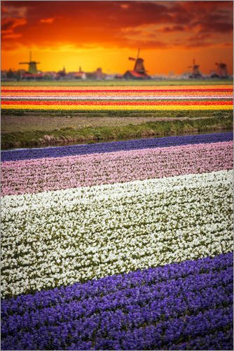 Póster 20 x 30 cm: Tulip Fields and Windmills de Editors Choice - impresión artística, Nuevo póster artístico