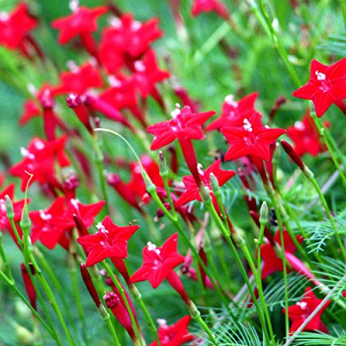 Promworld perennes Resistentes para balcón,Crisantemo-con Cuenca_20,000 Petunias,Flores Semillas Planta Bonsai