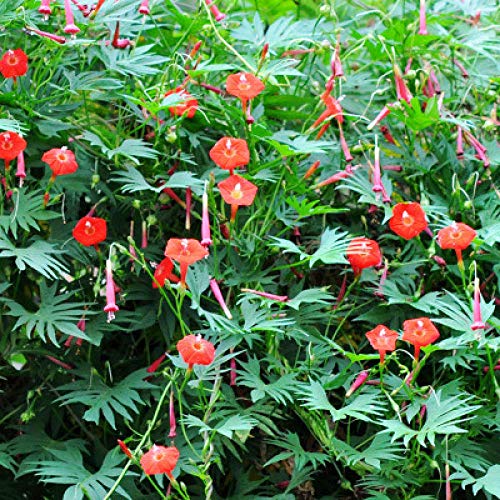 Promworld perennes Resistentes para balcón,Crisantemo-con Cuenca_20,000 Petunias,Flores Semillas Planta Bonsai