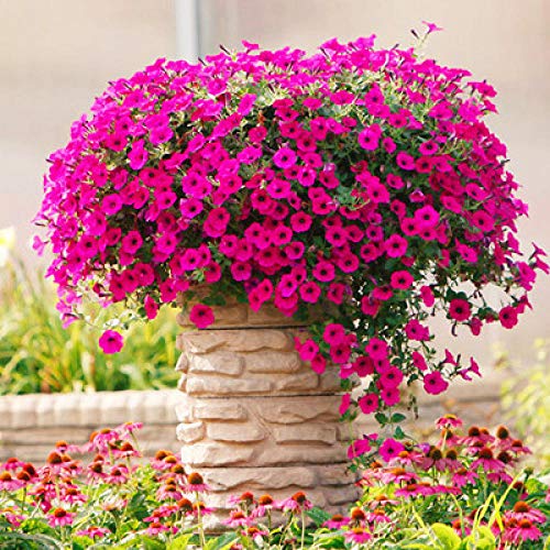 Promworld perennes Resistentes para balcón,Crisantemo-con Cuenca_20,000 Petunias,Flores Semillas Planta Bonsai