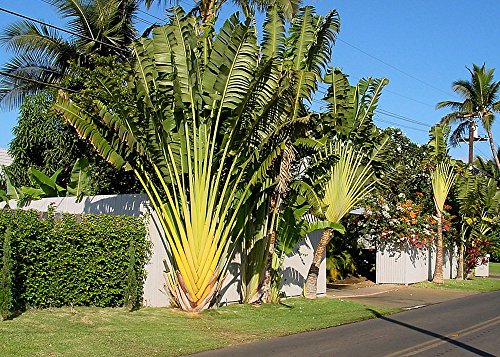 SAFLAX - Árbol del viajero - 8 semillas - Ravenala madagascariensis