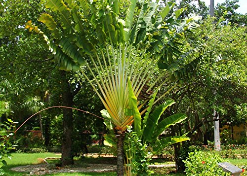 SAFLAX - Árbol del viajero - 8 semillas - Ravenala madagascariensis