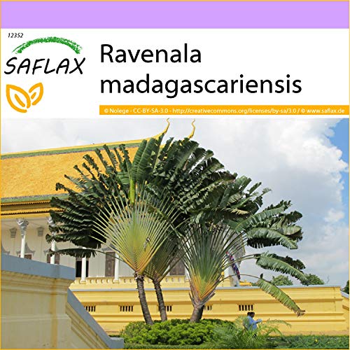 SAFLAX - Árbol del viajero - 8 semillas - Ravenala madagascariensis