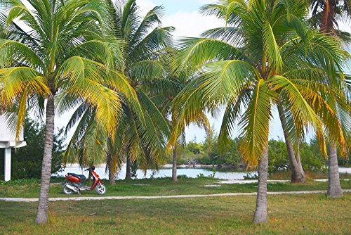 SAFLAX - Palmera real cubana - 8 semillas - Con sustrato estéril para cultivo - Roystonia regia