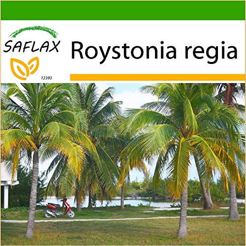 SAFLAX - Palmera real cubana - 8 semillas - Con sustrato estéril para cultivo - Roystonia regia