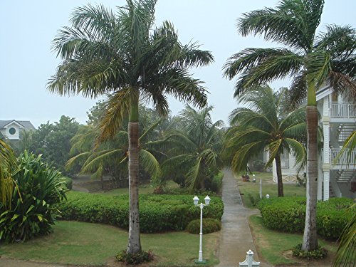 SAFLAX - Palmera real cubana - 8 semillas - Con sustrato estéril para cultivo - Roystonia regia