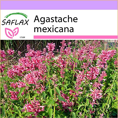 SAFLAX - Toronjil morado - 50 semillas - Agastache mexicana