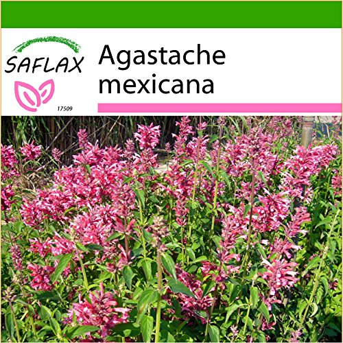 SAFLAX - Toronjil morado - 50 semillas - Con sustrato estéril para cultivo - Agastache mexicana