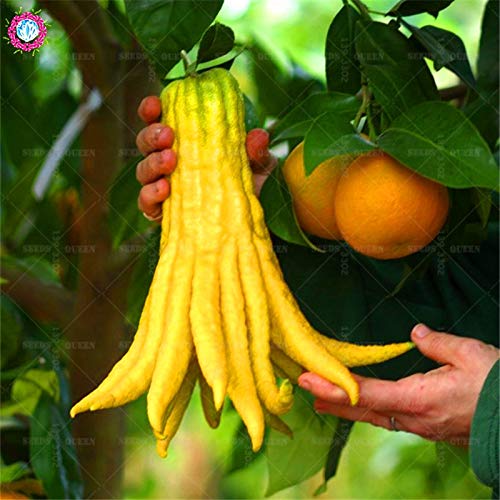 Semillas 100 Pcs/bolsa de mano de Buda Toma fruta orgánica Fruitseedsing comestible para los suministros Home Garden