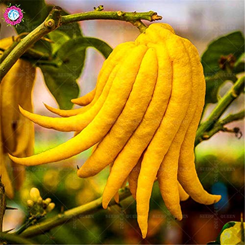 Semillas 100 Pcs/bolsa de mano de Buda Toma fruta orgánica Fruitseedsing comestible para los suministros Home Garden