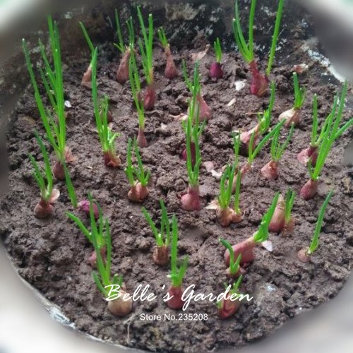 Semillas 30pcs principal rojo de la cebolleta cebolletas chinas de semillas Semillas Allium schoenoprasum condimentos Huerto Semillas Planta de tiesto de bricolaje