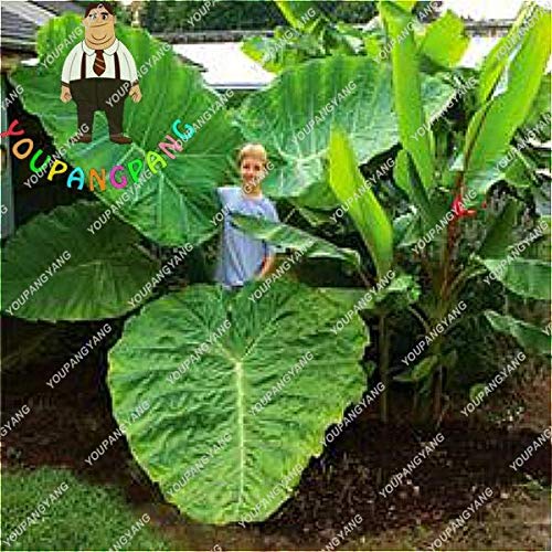 Semillas 50pcs azul Alocasia macrorrhiza gigante oreja de elefante Taro Taro Jardín Semillas Ornamental sale de semillas vegetales comestibles: 1