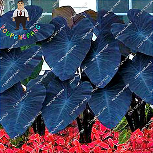 Semillas 50pcs azul Alocasia macrorrhiza gigante oreja de elefante Taro Taro Jardín Semillas Ornamental sale de semillas vegetales comestibles: 1