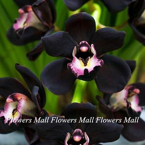 Semillas negro de la flor del Cymbidium 150pcs plantas de floración únicas de la orquídea en Casa y Jardín Bonsai Planta de tiesto Hermosa