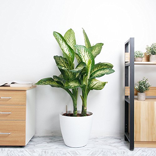 T4U Auto Riego Plantador Blanco 22CM Ronda Paquete de 4, Planta Maceta Cajas para Interiores Al Aire Libre Jardines de Windowsill Idea Regalo para Cumpleaños y Boda y Navidad