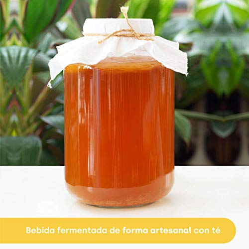 Te Kombucha bebida energetica kombucha scoby probioticos intestinales sin azucar añadido ecologico fermentado 6 botellas de kombucha Onflow (Pack Té verde)