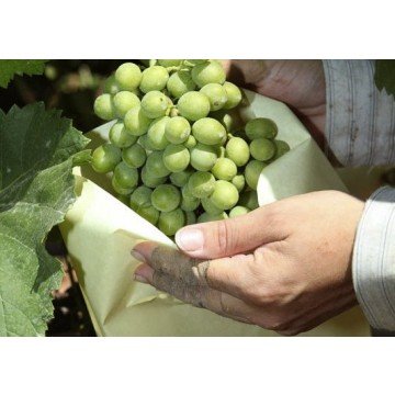 Tecnologías Agrarias 50 Bolsas Protectoras para Uvas (40 cm x 26 cm)