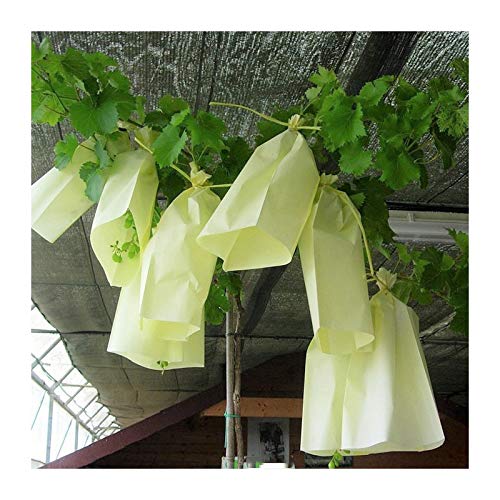 Todocultivo Bolsa de Papel Protectora de Frutos. 100 Unidades. Válidas para Proteger racimos de UVA, Frutos Variados o Cualquier Tipo de Plantas Delicada.