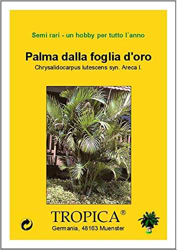 TROPICA - Palmera bambú o Areca (Chrysalidocarpus lutescens syn. Areca l.) - 10 semillas- Palmeras