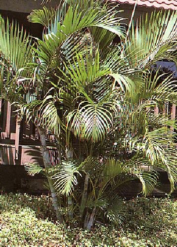 TROPICA - Palmera bambú o Areca (Chrysalidocarpus lutescens syn. Areca l.) - 10 semillas- Palmeras