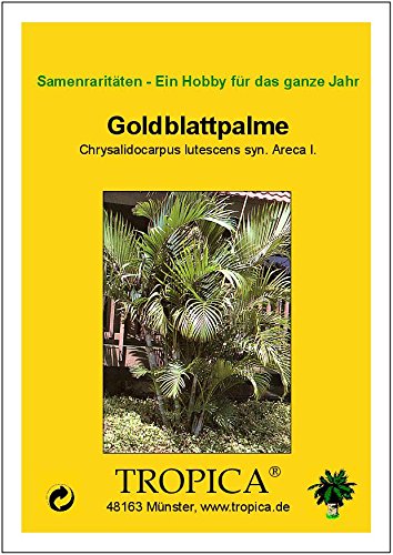 TROPICA - Palmera bambú o Areca (Chrysalidocarpus lutescens syn. Areca l.) - 10 semillas- Palmeras